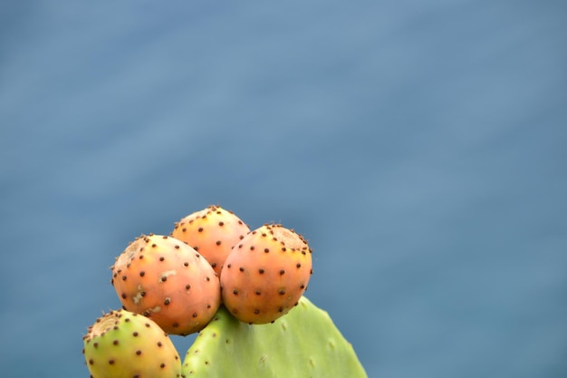 cactus fruit